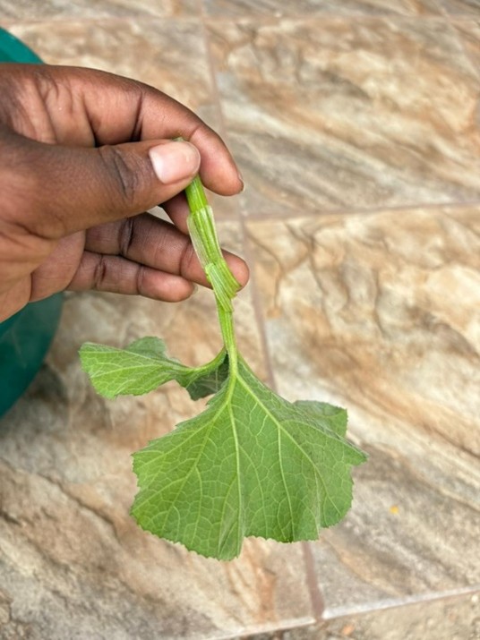 hand holding a small pumpkin leaf.